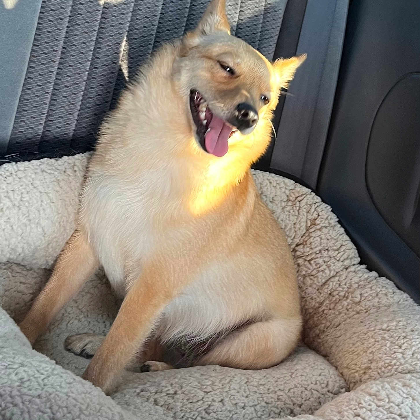 Gilda Girl joined the competition — help win amazing prizes! accessories, animal, belt, blanket, bodypart, canine, car, car_interior, carseat, cushion, dog, dogbed, goldenretriever, homedecor, hound, husky, pet, puppy, transportation, vehicle