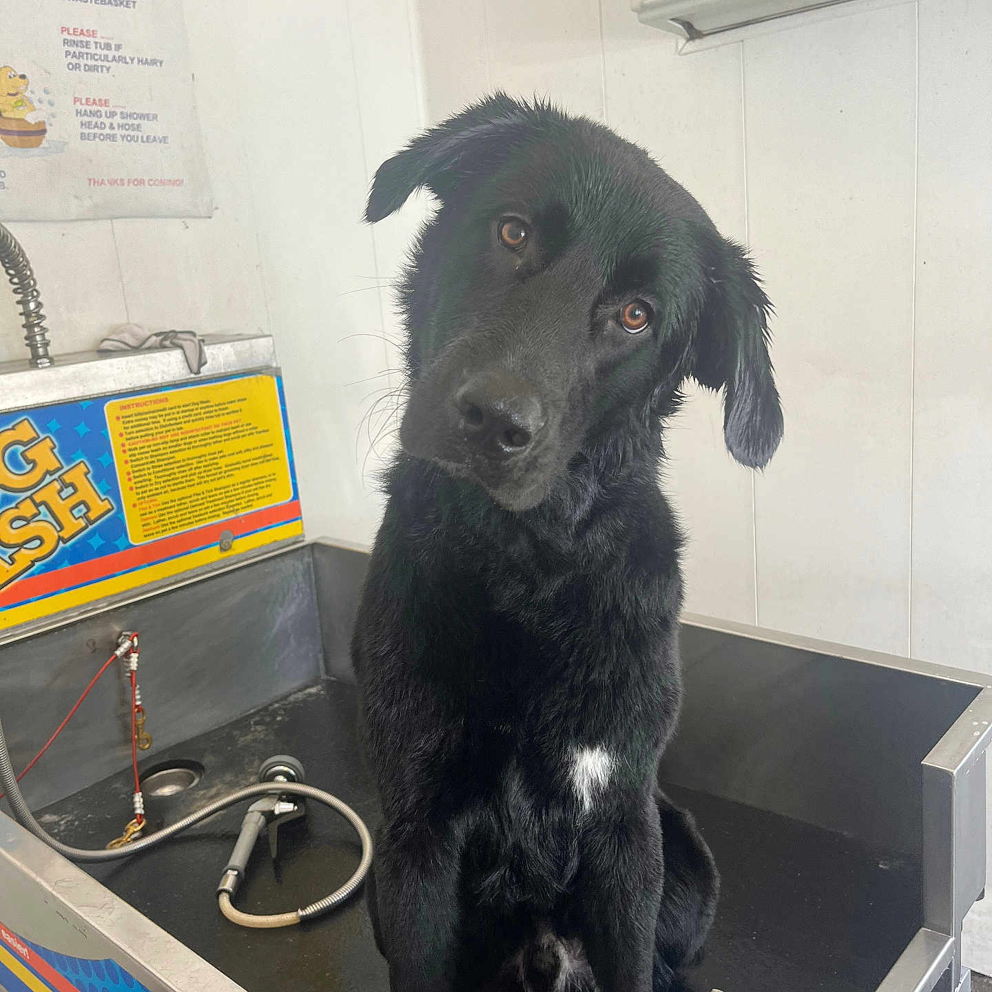 Ranger is registered to the contest to win money with this photo: animal, basin, bathing, bathtub, canine, cockerspaniel, doctor, dog, drawer, furniture, hound, labradorretriever, leash, person, pet, puppy, sink, sinkfaucet, tub, veterinarian