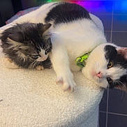 Miou participe au concours pour gagner de l'argent avec cette photo : cats, cat, kitten, two_animals, black_and_white, fluffy, longhaired, shorthaired, green_collar, lying_down, lounging, sleepy, relaxed, pet, indoor, home, cat_tree, cushion, led_lights, portrait