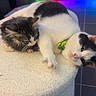 cats, cat, kitten, two_animals, black_and_white, fluffy, longhaired, shorthaired, green_collar, lying_down, lounging, sleepy, relaxed, pet, indoor, home, cat_tree, cushion, led_lights, portrait