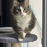 cat, kitten, tabby, fluffy, long_hair, white_chest, green_eyes, whiskers, ears, tail, standing, walking, cat_tree, scratching_post, indoors, window, natural_light, portrait, cute, pet