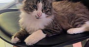 Miou participe au concours pour gagner de l'argent avec cette photo : cat, kitten, fluffy, long_hair, tabby, black_and_white, white_paws, green_eyes, pink_nose, sitting, lounging, chair, furniture, indoor, window, sunlight, home, portrait, pet, floor