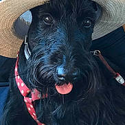 Roxane a rejoint le concours — aidez-le/la à gagner de superbes lots ! adorable, animal, black_dog, canine, close_up, companion, cute, dog, facebook_app, funny, harness, hat, indoors, mobile_screenshot, pet, polka_dot, portrait, social_media, straw_hat, tongue_out