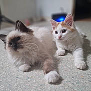 Aribo a rejoint le concours — aidez-le/la à gagner de superbes lots ! cat, kitten, indoor, floor, white, orange, brown, fur, pets, cute, animal, laying, two_animals, whiskers, ears, paws, young, domestic, curious, companions