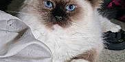 Aribo a rejoint le concours — aidez-le/la à gagner de superbes lots ! cat, blue_eyes, fluffy, feline, pet, indoor, closeup, white_fur, brown_markings, relaxed, animal, whiskers, paw, laying_down, floor, domestic_cat, cute, portrait, young_cat, soft_texture