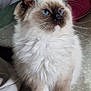 cat, ragdoll, blue_eyes, fluffy, pet, indoor, curious, feline, whiskers, soft_fur, mammal, animal, cute, domestic_cat, portrait, sitting, closeup, young_cat, furry, looking_up