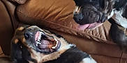 Venom a rejoint le concours — aidez-le/la à gagner de superbes lots ! dog, playing, brown_leather_couch, pet, mouth_open, tongue_out, indoor, animal, canine, fur, happy, companion, friendship, snout, teeth, black_fur, tan_fur, close_up, domestic, two_dogs