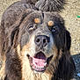 dog, animal, pet, happy, smiling, fur, outdoor, sunlight, tail, closeup, face, tongue, nose, brown, black, fluffy, friendly, canine, looking_up, nature