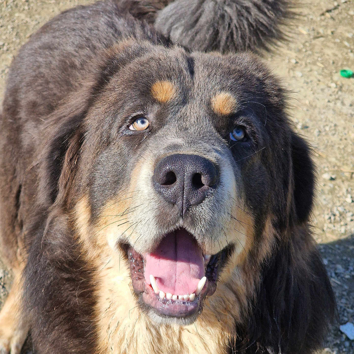 Venom participe au concours pour gagner de l'argent avec cette photo : animal, black, brown, canine, closeup, dog, face, fluffy, friendly, fur, happy, looking_up, nature, nose, outdoor, pet, smiling, sunlight, tail, tongue