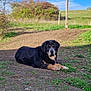 Venom participe au concours pour gagner de l'argent avec cette photo : dog, animal, outdoor, grass, dirt_path, sunny, blue_sky, bushes, canine, pet, lying_down, nature, rural, daytime, mammal, fur, large_dog, relaxed, scenery, wooden_structure