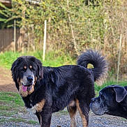 Venom participe au concours pour gagner de l'argent avec cette photo : dog, outdoor, animal, pet, grass, nature, canine, sniffing, happy, tongue_out, fur, tail, standing, two_dogs, friendship, playful, trees, daylight, brown, black
