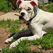 Bruno Max is registered to the contest to win money with this photo: dog, white_dog, stick, grass, outdoor, sunlight, collar, pet, animal, lying_down, terracotta_pot, greenery, nature, playful, canine, muzzle, ears, summer, backyard, closeup