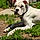 Bruno Max
