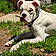 Bruno Max