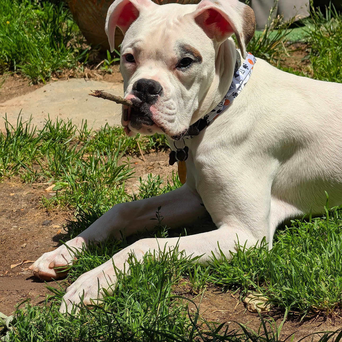 Bruno Max is registered to the contest to win money with this photo: dog, white_dog, stick, grass, outdoor, sunlight, collar, pet, animal, lying_down, terracotta_pot, greenery, nature, playful, canine, muzzle, ears, summer, backyard, closeup