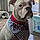 Bruno Max