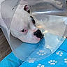 animal, blue_blanket, canine, close_up, comfort, cone_collar, dog, ears, floor, indoor, injury_recovery, paw_prints, pet_bed, pet_recovery, plastic_cone, resting, sad, snout, veterinary, white_dog