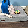Bruno Max is registered to the contest to win money with this photo: animal, blue_collar, blue_wall, canine, colorful_toy, dog, dog_bed, domestic_animal, gray_bed, indoor, napping, peaceful, pet, protective_collar, quiet, resting, sleeping, toy, white_dog, wooden_floor