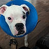 Bruno Max is registered to the contest to win money with this photo: animal, black_spot, blue_cone, close_up, companion, curious, dog, domestic_animal, ear, floor, furniture, indoor, looking_up, nose, paw, pet, sad_expression, sandal, white_dog, wooden_floor