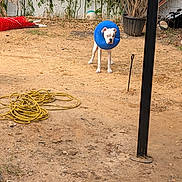 Bruno Max joined the competition — help win amazing prizes! animal, basketball, blue_collar, curious, dirt_ground, dog, fence, garden, hose, inflatable_collar, outdoor, pet, plants, potted_plant, standing, sunlight, tree, white_dog, yard, yellow_hose