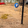 animal, basketball, blue_collar, curious, dirt_ground, dog, fence, garden, hose, inflatable_collar, outdoor, pet, plants, potted_plant, standing, sunlight, tree, white_dog, yard, yellow_hose