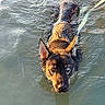 dog, water, swimming, heterochromia, wet_fur, sunlight, ripples, ears, focused, animal, outdoor, nature, pet, canine, mammal, portrait, water_surface, reflection, closeup, determined