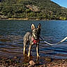 Ask a rejoint le concours — aidez-le/la à gagner de superbes lots ! dog, puppy, water, lake, mountain, outdoor, nature, leash, harness, sky, reflection, rocks, shallow_water, canine, animal, daylight, standing, curious, scenic, landscape