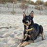 dog, beach, sand, leash, collar, fence, grass, outdoor, animal, pet, canine, nature, sunlight, relaxed, sandy, brown, black, blue_eye, heterochromia, resting