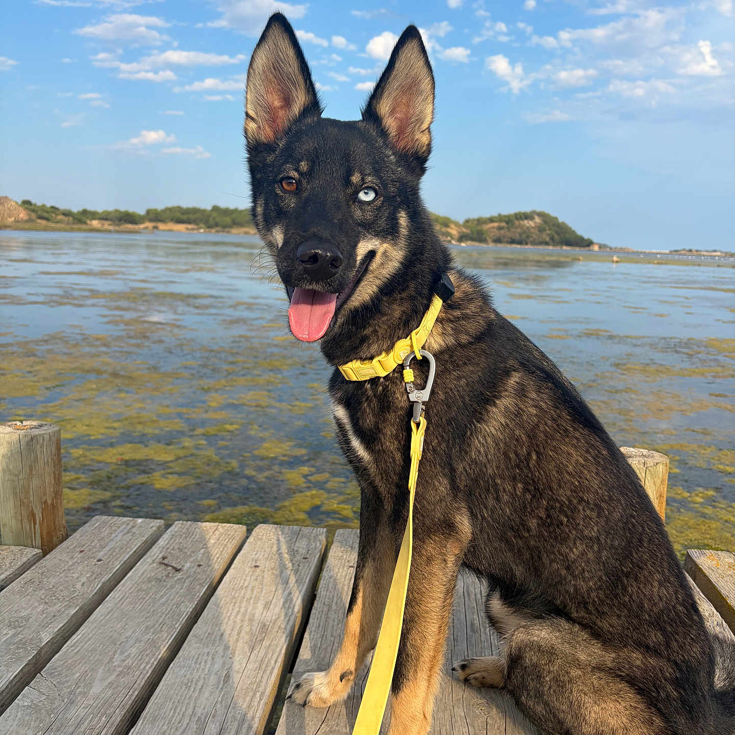 Ask a rejoint le concours — aidez-le/la à gagner de superbes lots ! dog, heterochromia, yellow_collar, leash, wooden_dock, water, lake, blue_sky, clouds, outdoor, happy, sitting, tongue_out, nature, scenic, pet, canine, sunlight, summer, portrait