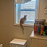 Cillian joined the competition — help win amazing prizes! cat, window, curtain, nightstand, cabinet, container, treats, indoor, pet, feline, fluffy, white, room, home, gazing, sill, domestic, curtain_blowing, cozy, furniture