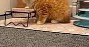 Cillian is registered to the contest to win money with this photo: kitten, orange_cat, pet, indoor, carpet, food_bowl, mat, furniture, cat_toy, curious, small_animal, fluffy, cute, domestic_cat, floor, playful, young_cat, home, resting, animal