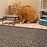kitten, orange_cat, pet, indoor, carpet, food_bowl, mat, furniture, cat_toy, curious, small_animal, fluffy, cute, domestic_cat, floor, playful, young_cat, home, resting, animal