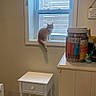Cillian joined the competition — help win amazing prizes! cat, window, curtain, side_table, cabinet, jar, snacks, indoor, orange_tabby, pet, feline, windowsill, curious, furniture, home, wall, floor, light, cozy, room
