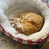 cat, orange_cat, sleeping, pet_bed, fluffy, cozy, curled_up, indoor, window_light, fur, pink_tongue, red_checkered, white_bed, carpet, furniture_leg, resting, domestic_cat, cute, relaxed, home