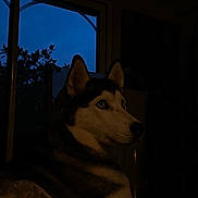 Phidji a rejoint le concours — aidez-le/la à gagner de superbes lots ! dog, husky, blue_eyes, indoors, window, twilight, silhouette, pet, animal, fur, portrait, side_view, calm, home, evening, quiet, resting, canine, mammal, domestic