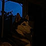 dog, husky, blue_eyes, indoors, window, twilight, silhouette, pet, animal, fur, portrait, side_view, calm, home, evening, quiet, resting, canine, mammal, domestic