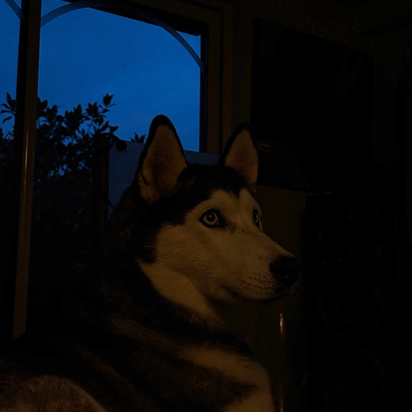 Phidji a rejoint le concours — aidez-le/la à gagner de superbes lots ! animal, blue_eyes, calm, canine, dog, domestic, evening, fur, home, husky, indoors, mammal, pet, portrait, quiet, resting, side_view, silhouette, twilight, window