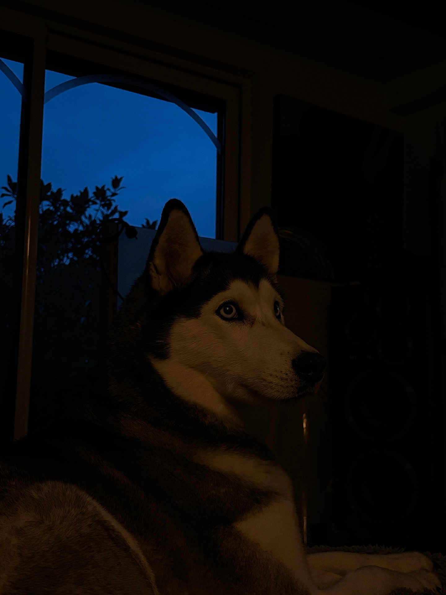 Phidji a rejoint le concours — aidez-le/la à gagner de superbes lots ! dog, husky, blue_eyes, indoors, window, twilight, silhouette, pet, animal, fur, portrait, side_view, calm, home, evening, quiet, resting, canine, mammal, domestic