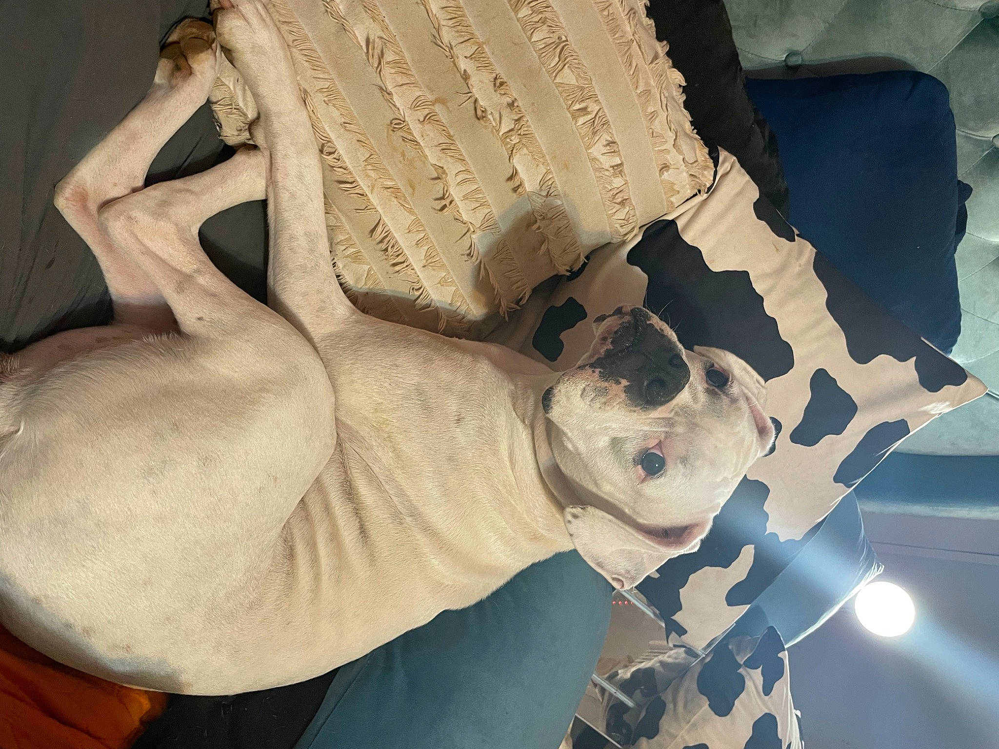 Lola is registered to the contest to win money with this photo: art, chest, eyewear, fur, jaw, linens, pattern, sculpture, statue, sunglasses, visual_arts, wood