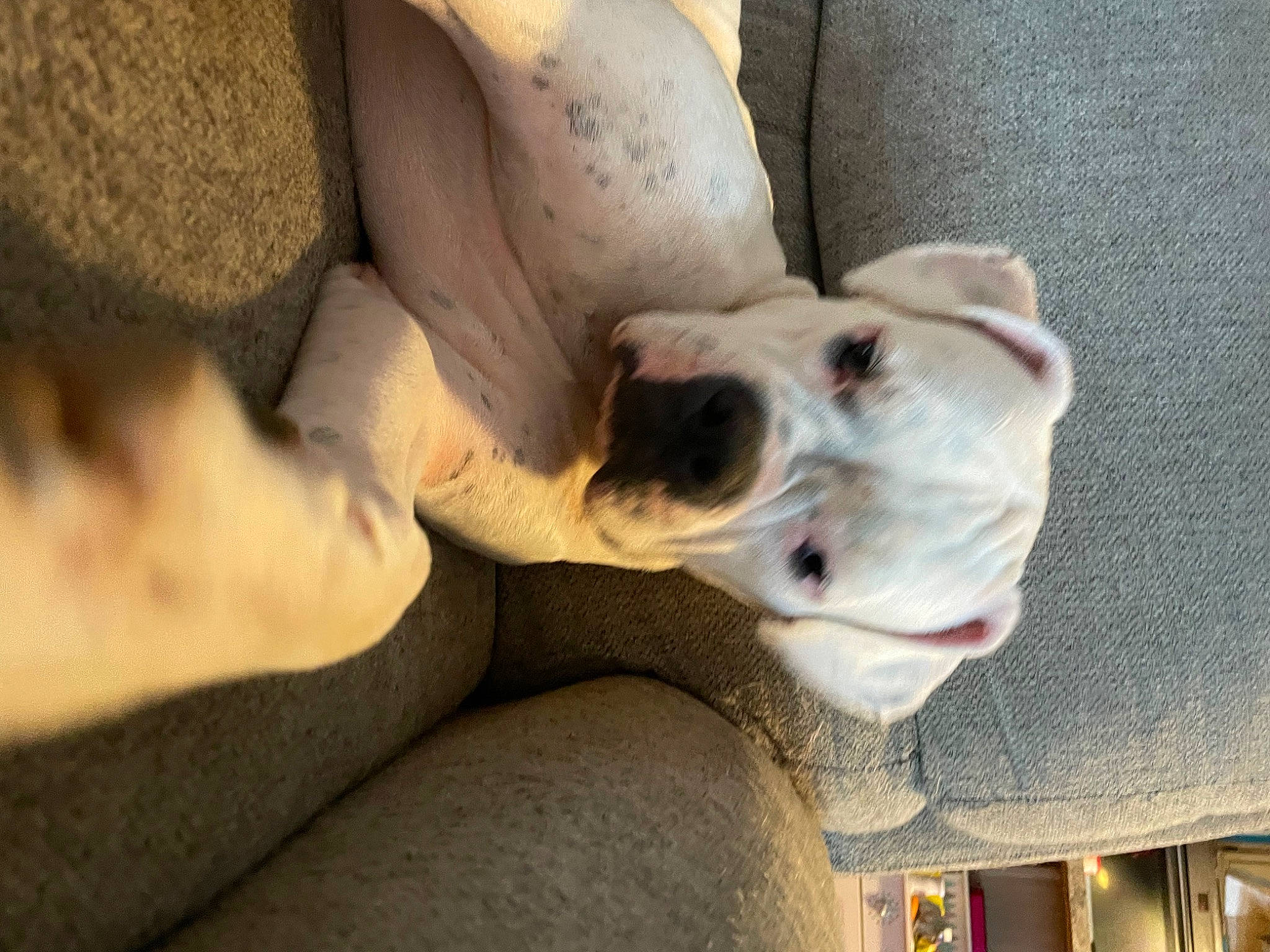 Lola is registered to the contest to win money with this photo: canidae, carnivore, comfort, companion_dog, dog, dog_breed, elbow, fawn, guard_dog, human_leg, non_sporting_group, paw, shelf, sporting_group, whiskers, working_animal, wrinkle, wrist