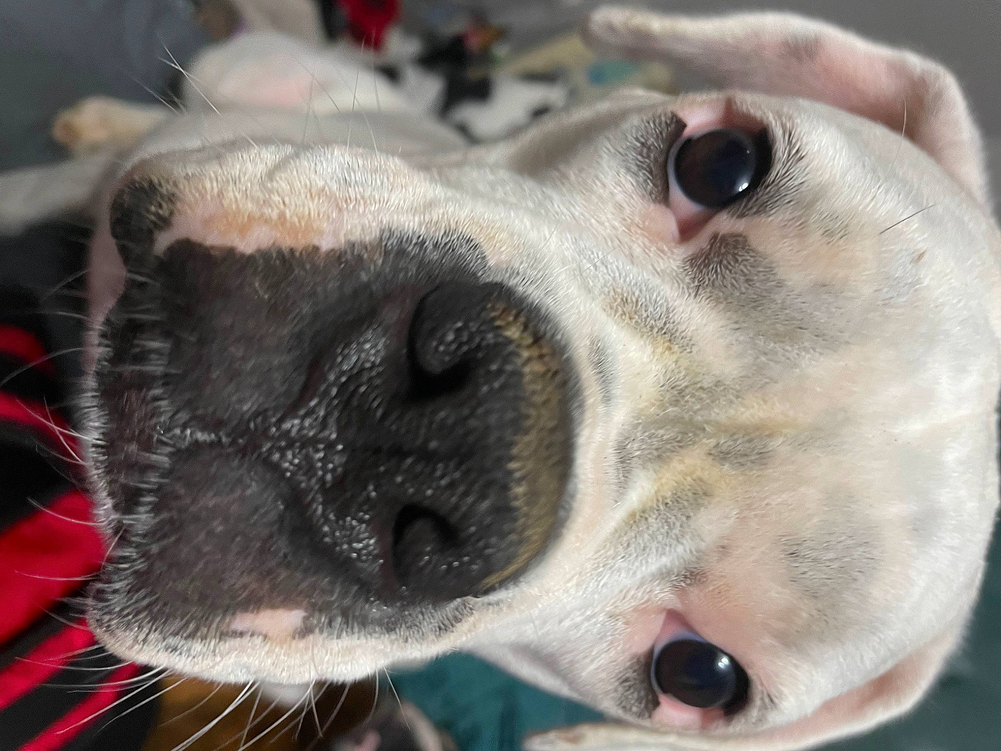 Lola joined the competition — help win amazing prizes! canidae, carnivore, close_up, collar, companion_dog, dog, dog_breed, dog_collar, fang, fawn, fur, non_sporting_group, photography, snout, sporting_group, terrestrial_animal, whiskers, wildlife, working_animal