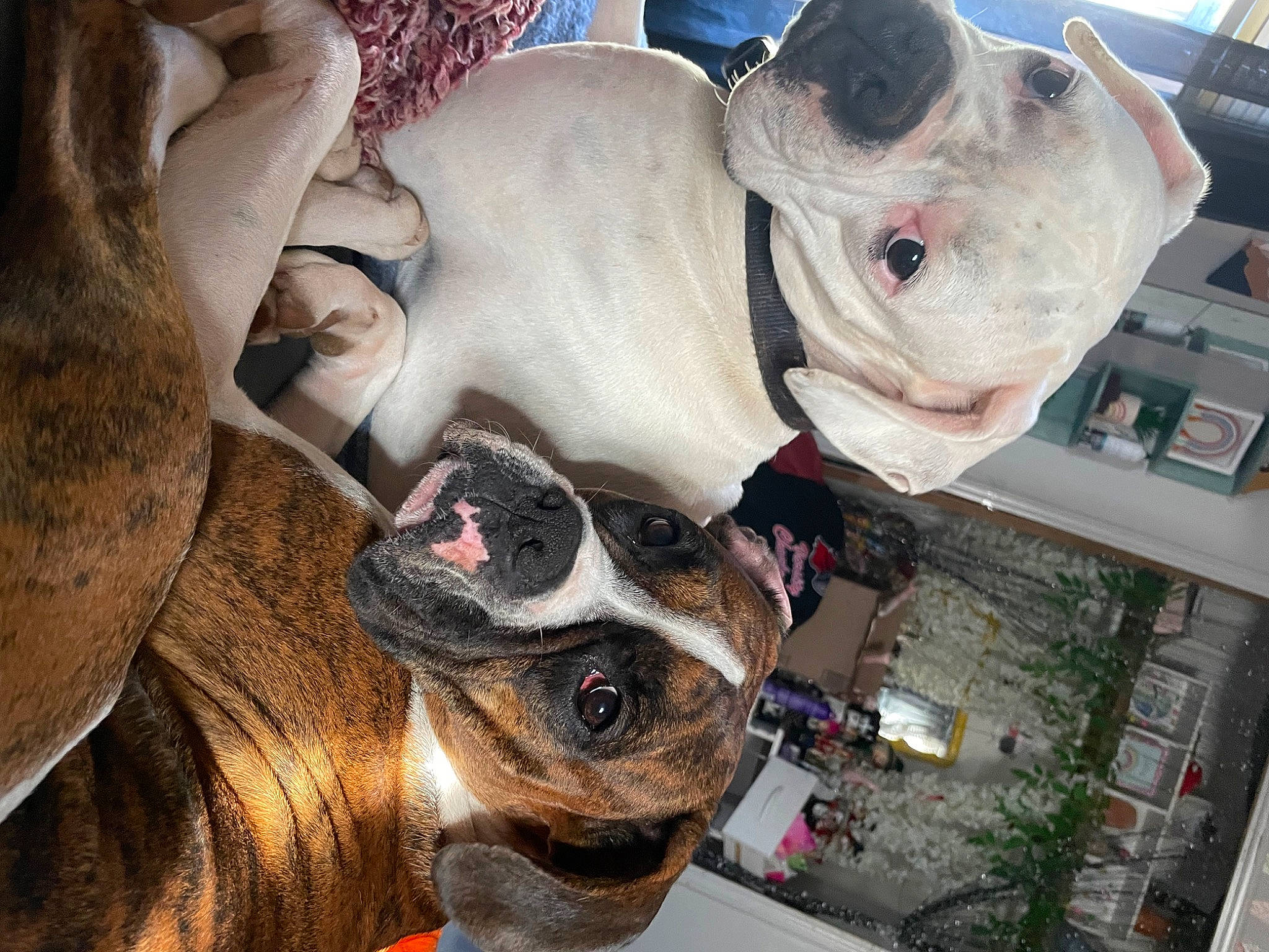 Lola is registered to the contest to win money with this photo: carnivore, collar, companion_dog, dog, dog_breed, dog_clothes, dog_collar, dog_supply, eyewear, fawn, fur, leash, non_sporting_group, pet_supply, plant, snout, vertebrate, working_animal, wrinkle