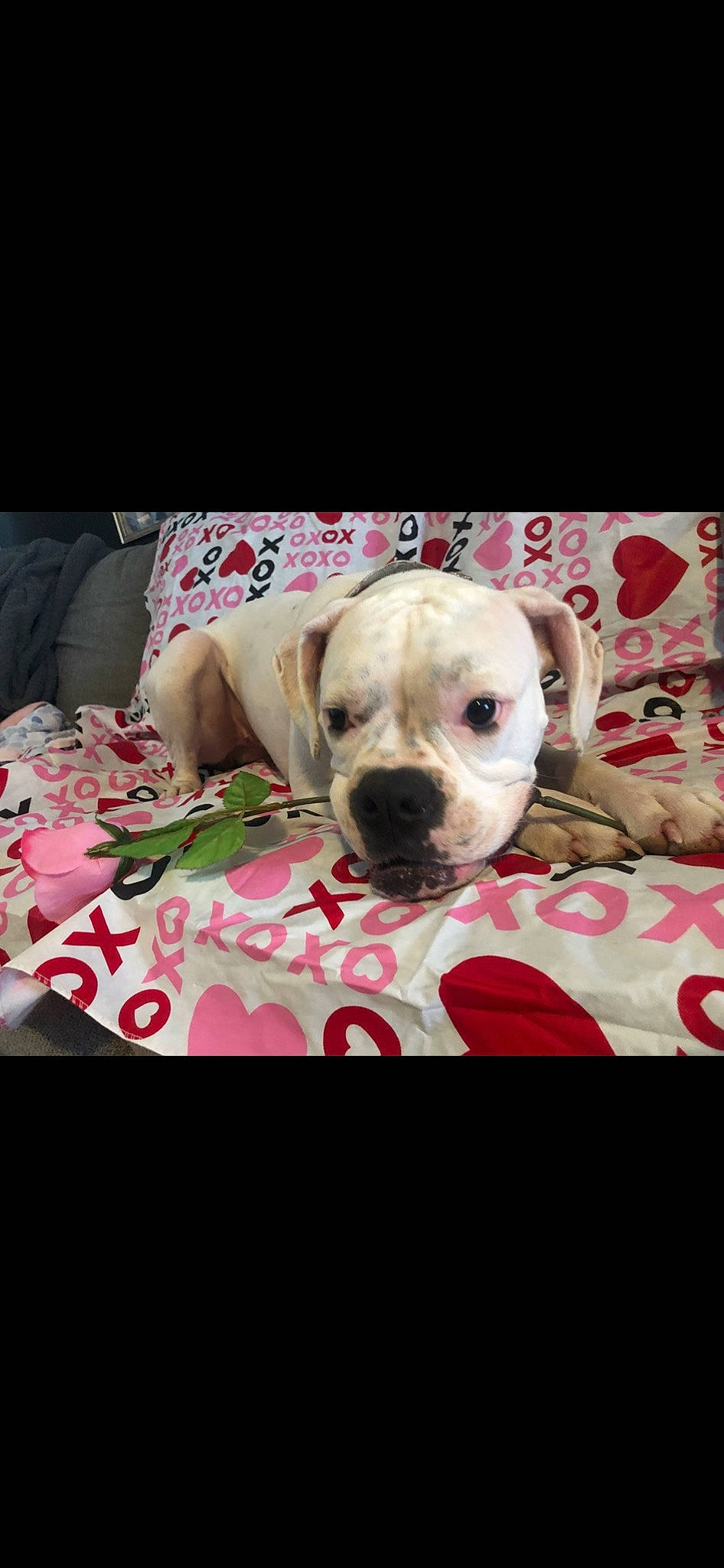 Lola joined the competition — help win amazing prizes! canidae, carnivore, collar, comfort, companion_dog, dog, dog_breed, dog_collar, dog_supply, fawn, fur, linens, pet_supply, puppy_love, sporting_group, still_life_photography, toy_dog, whiskers, working_animal, wrinkle