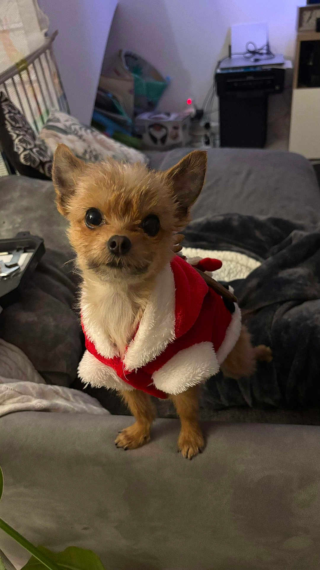 Mya participe au concours pour gagner de l'argent avec cette photo : dog, small_dog, pet, christmas_outfit, red_clothing, white_fur_trim, indoor, couch, blanket, cozy, living_room, furniture, canine, fur, cute, holiday, festive, animal, portrait, looking_at_camera