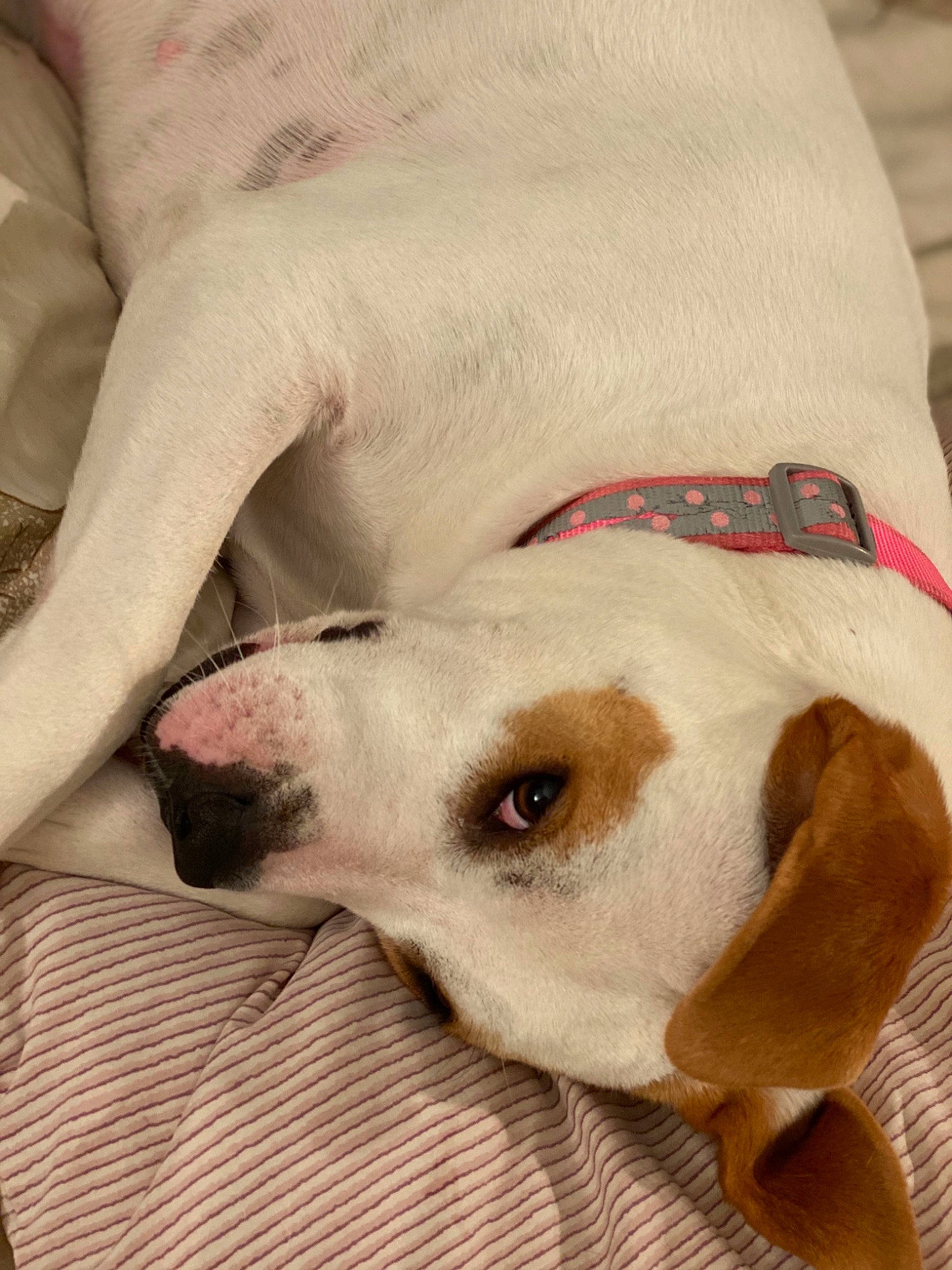 Bella Rose is registered to the contest to win money with this photo: beagle, canidae, carnivore, dog, dog_breed, ear, fawn, pit_bull, pointer, puppy, puppy_love, snout, sporting_group