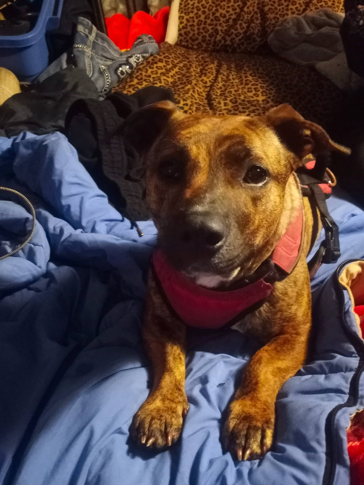 Aurora joined the competition — help win amazing prizes! bag, carnivore, collar, comfort, companion_dog, dog, dog_breed, dog_collar, fawn, fur, guard_dog, non_sporting_group, snout, whiskers, working_animal, working_dog