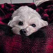 Roo Mcclanahan is registered to the contest to win money with this photo: dog, puppy, white_fur, blanket, plaid, cozy, eyes, nose, closeup, portrait, pet, adorable, resting, indoors, soft_texture, muzzle, whiskers, bedding, sleepy, cuddle