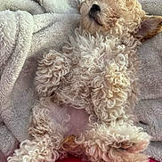 Dolly Parton joined the competition — help win amazing prizes! puppy, dog, small_dog, curly_fur, sleeping, belly_up, blanket, cozy, nap, cute, pet, fur, paw, nose, soft_texture, indoor, close_up, relaxed, toy_breed, pink_background