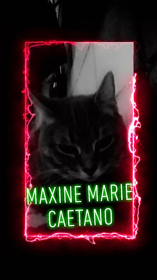 Maxi is registered to the contest to win money with this photo: cat, darkness, electronic_signage, felidae, font, graphic_design, graphics, light, neon, neon_sign, photo_caption, poster, signage, small_to_medium_sized_cats, whiskers