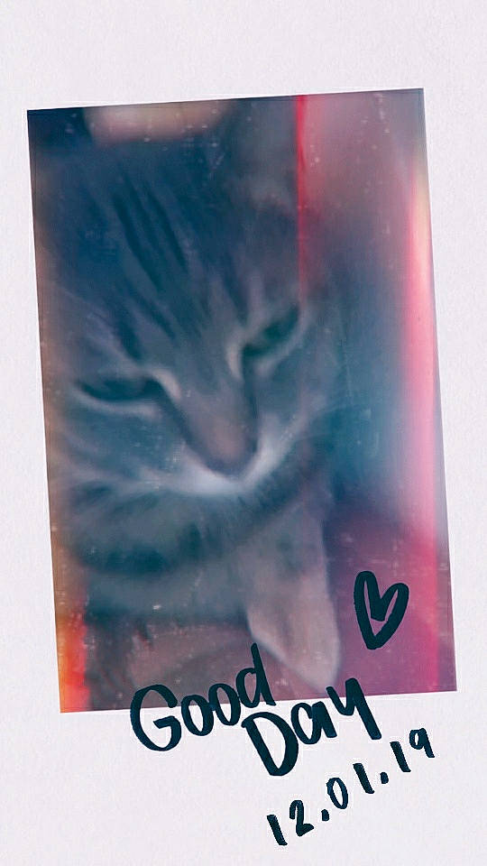 Maxi joined the competition — help win amazing prizes! art, book, book_cover, fiction, graphic_design, novel, poster, text